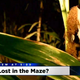 Image for article titled Important: Do Not Call 911 If You Get Lost in a Corn Maze
